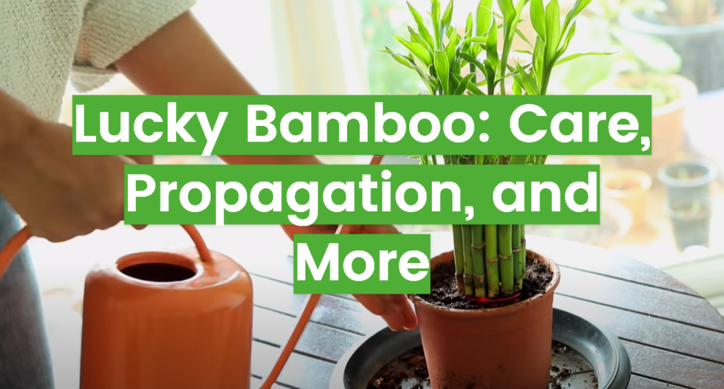 Lucky Bamboo Care And Propagation Tips FlowersProfy