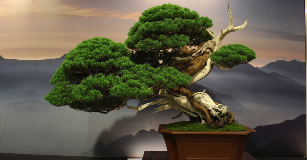 Bonsai Trees and Pets — Basic Safety Concerns