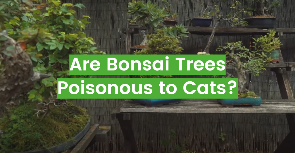 are-bonsai-trees-poisonous-to-cats-ultimate-guide-flowersprofy