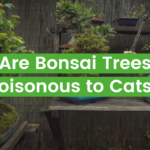 Are Bonsai Trees Poisonous to Cats? Ultimate Guide