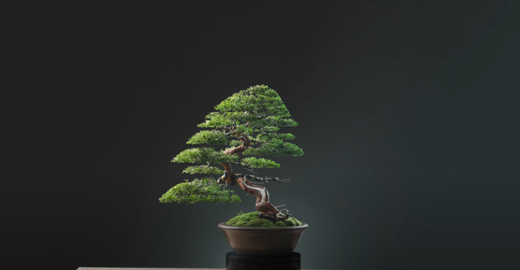 Cat Safe Trees: Non-Toxic Bonsai Trees - Juniper Bonsai