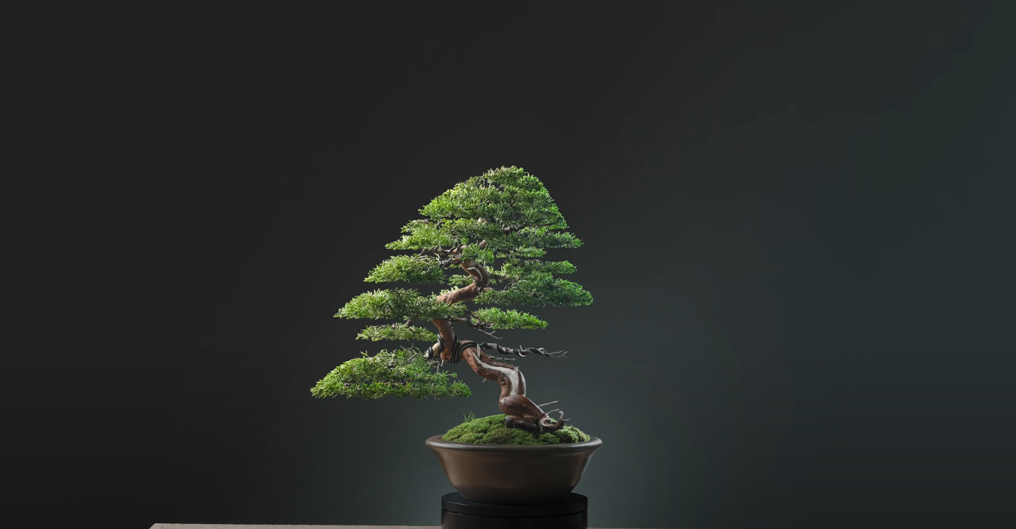 Are Bonsai Trees Poisonous to Cats? Ultimate Guide FlowersProfy