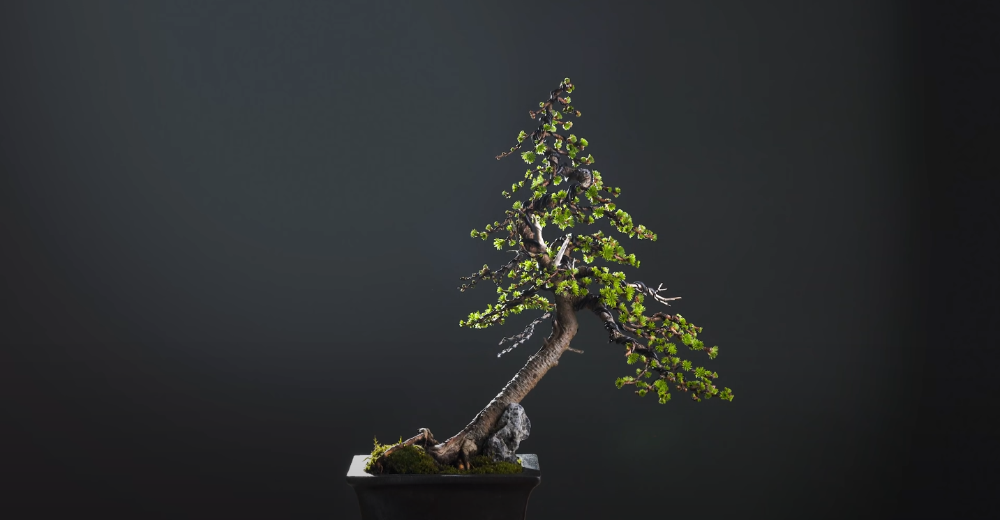 Are Bonsai Trees Poisonous to Cats? Ultimate Guide FlowersProfy