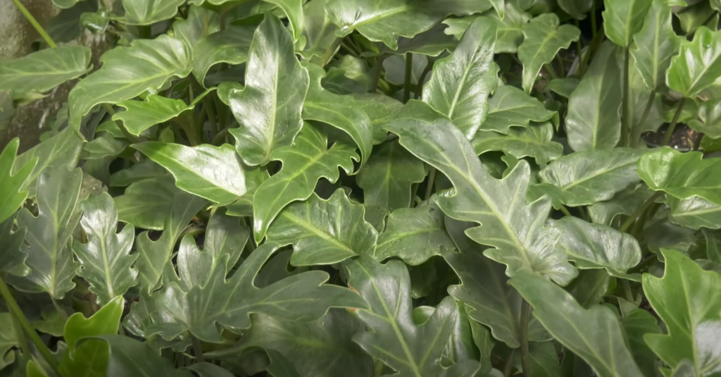 Philodendron Atom Care Tips