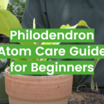 Philodendron Atom Care Guide for Beginners