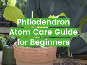 Philodendron Atom Care Guide for Beginners