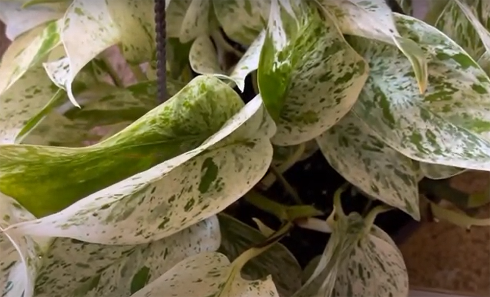 Why is Marble Queen Pothos so popular?