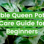 Marble Queen Pothos: Care, Propagation, and More