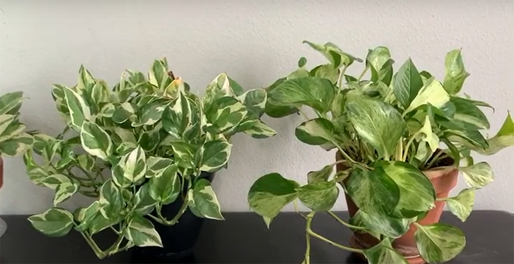 How do you care for Pothos N’ Joy?