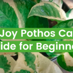 N’Joy Pothos: Care, Propagation, and More