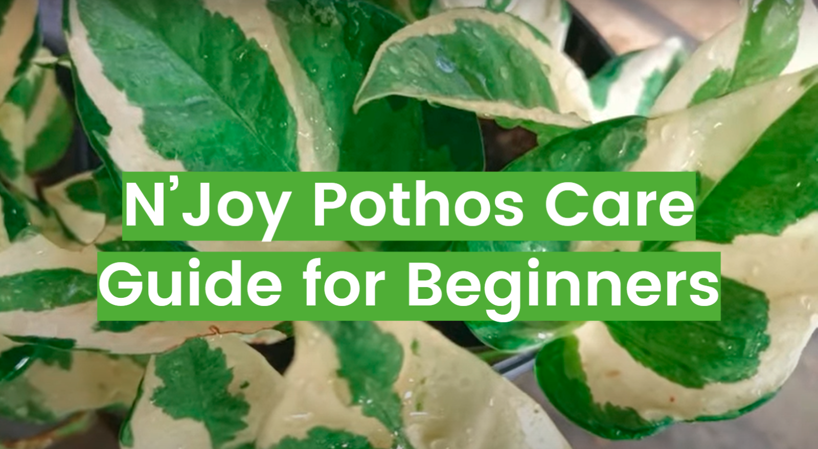 N’Joy Pothos: Care, Propagation, and More