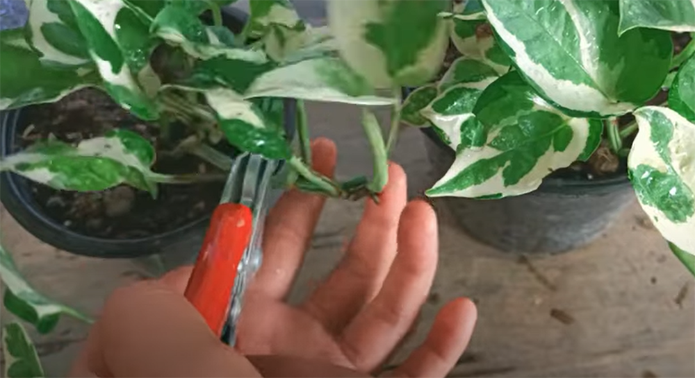 Propagation in potting mix