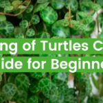 String of Turtles: Care, Propagation, and More