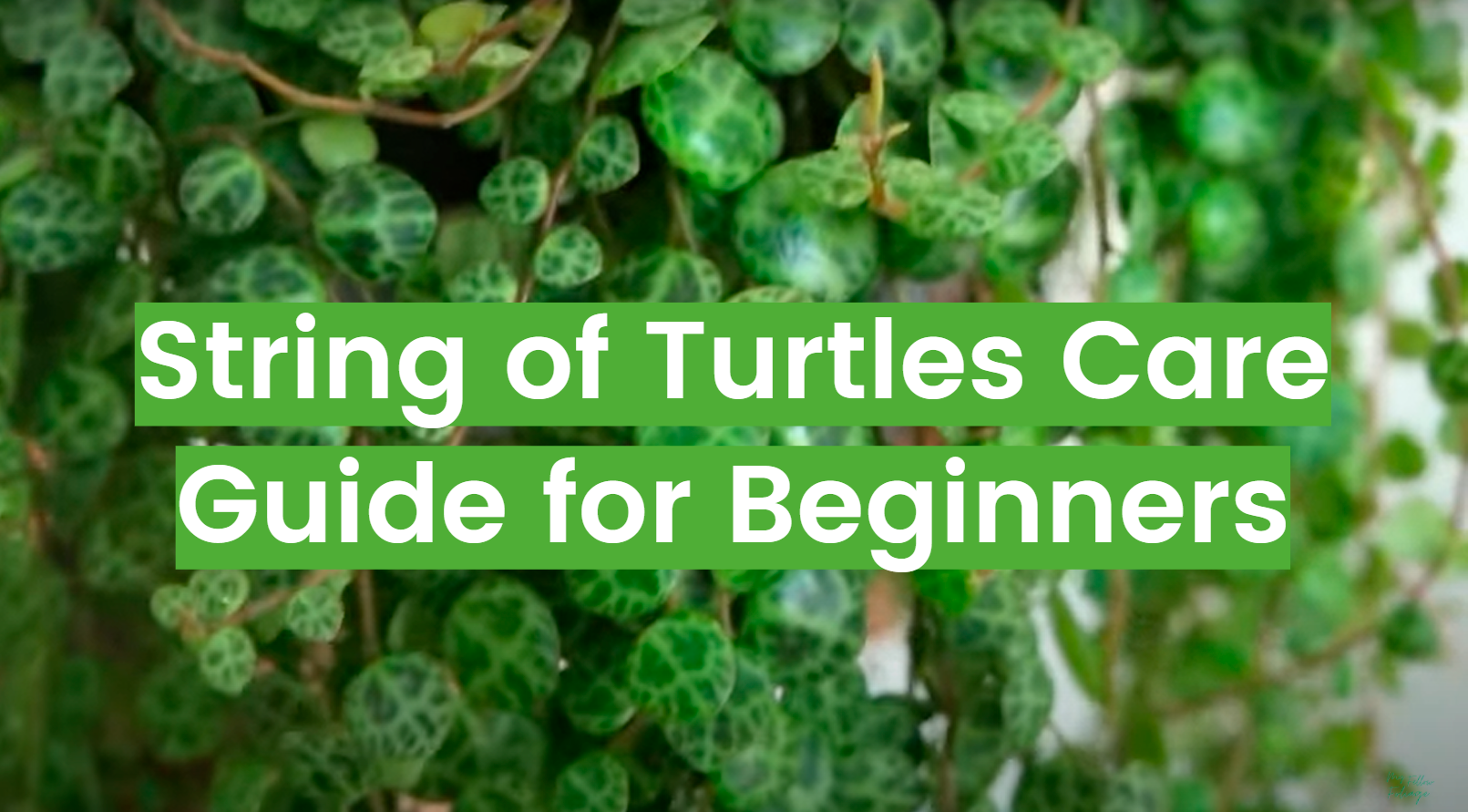 String of Turtles: Care, Propagation, and More - FlowersProfy