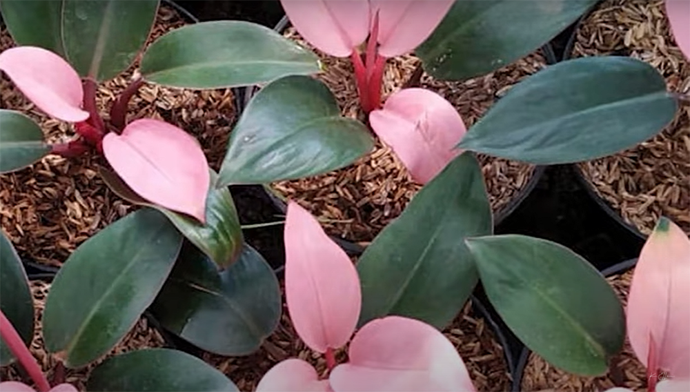 Is pink Princess philodendron worth it?