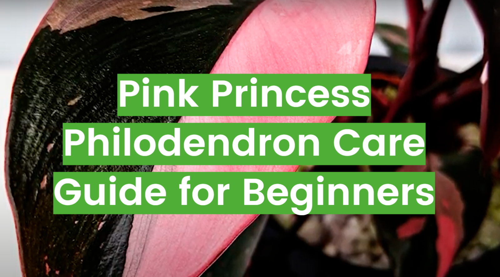 Pink Princess Philodendron: Care, Propagation, and More