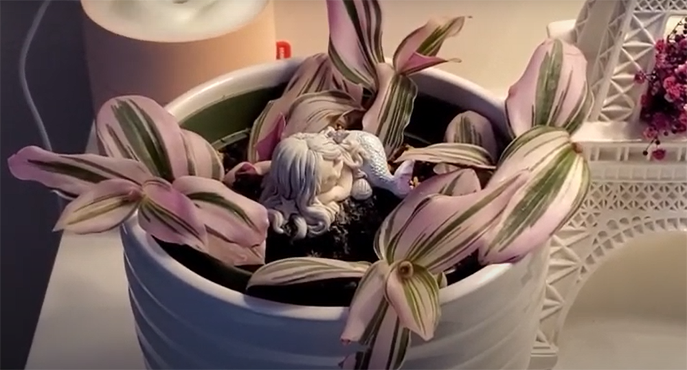 Is Tradescantia Nanouk Rare?