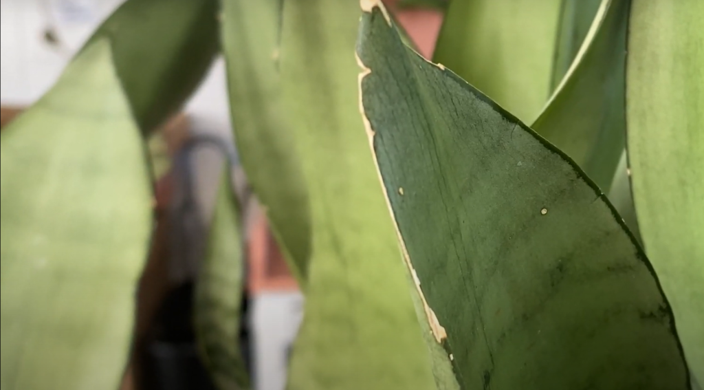 Moonshine Snake plant/sansevieria trifasciata origins