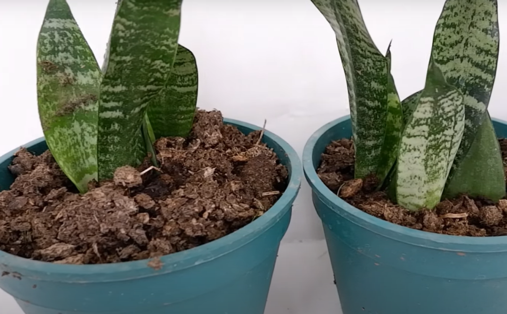 The best way to care for a Moonshine Snake plant
