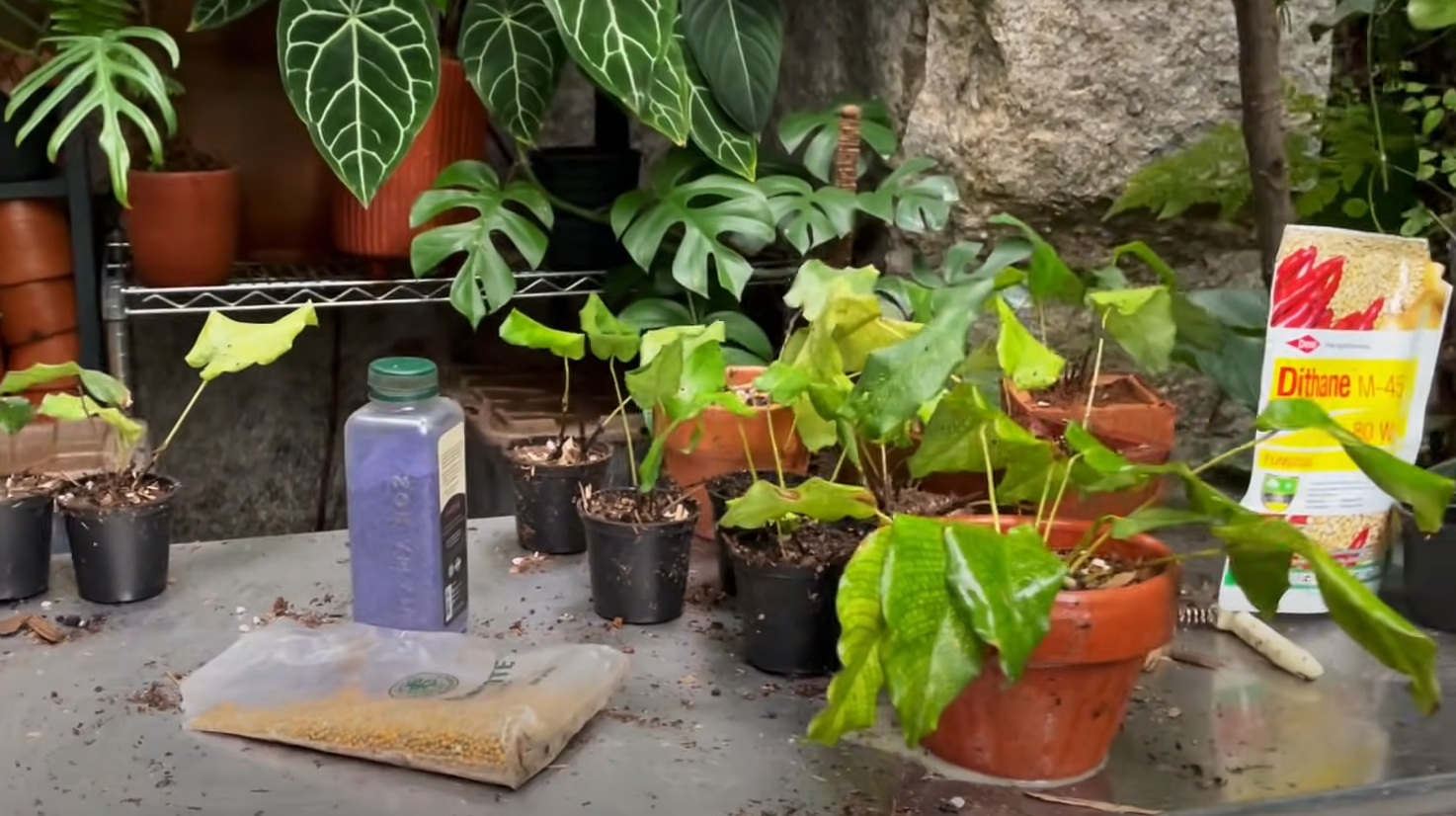 Calathea Musaica: Care, Propagation, and More - FlowersProfy