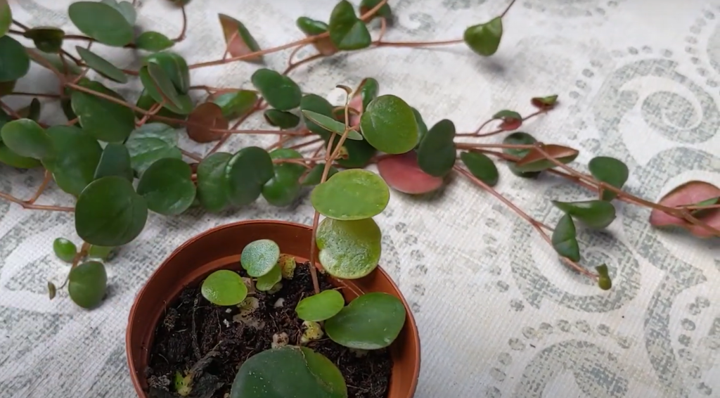 What is a Peperomia Pepperspot?