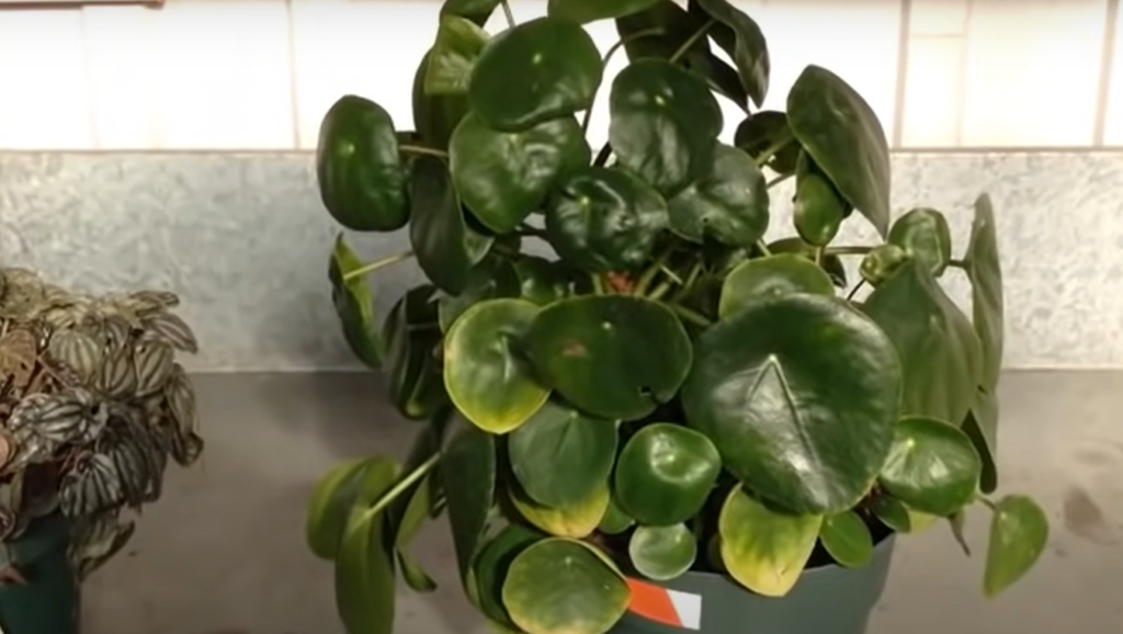 Plants Similar To Trailing Jade