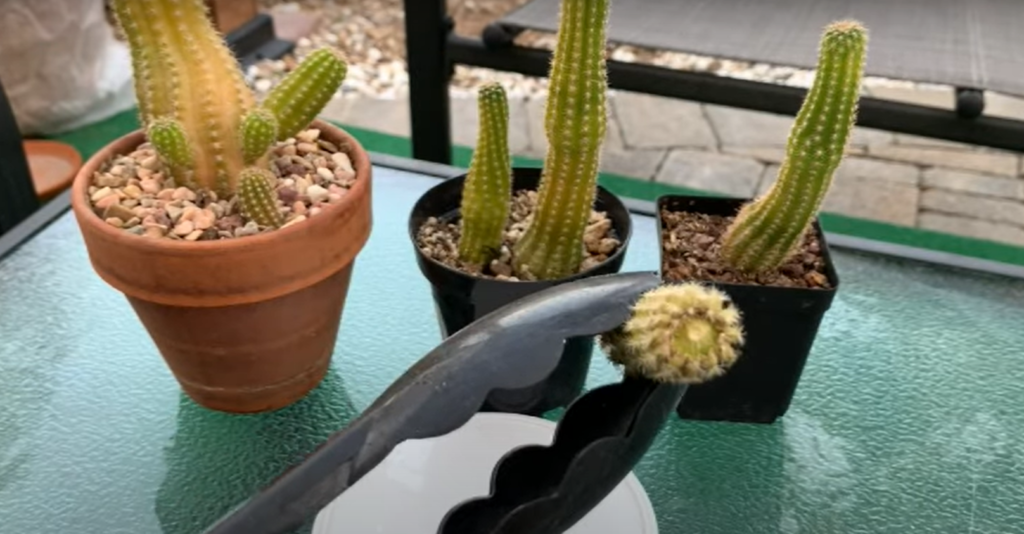 How to stop your Cactus from leaning?