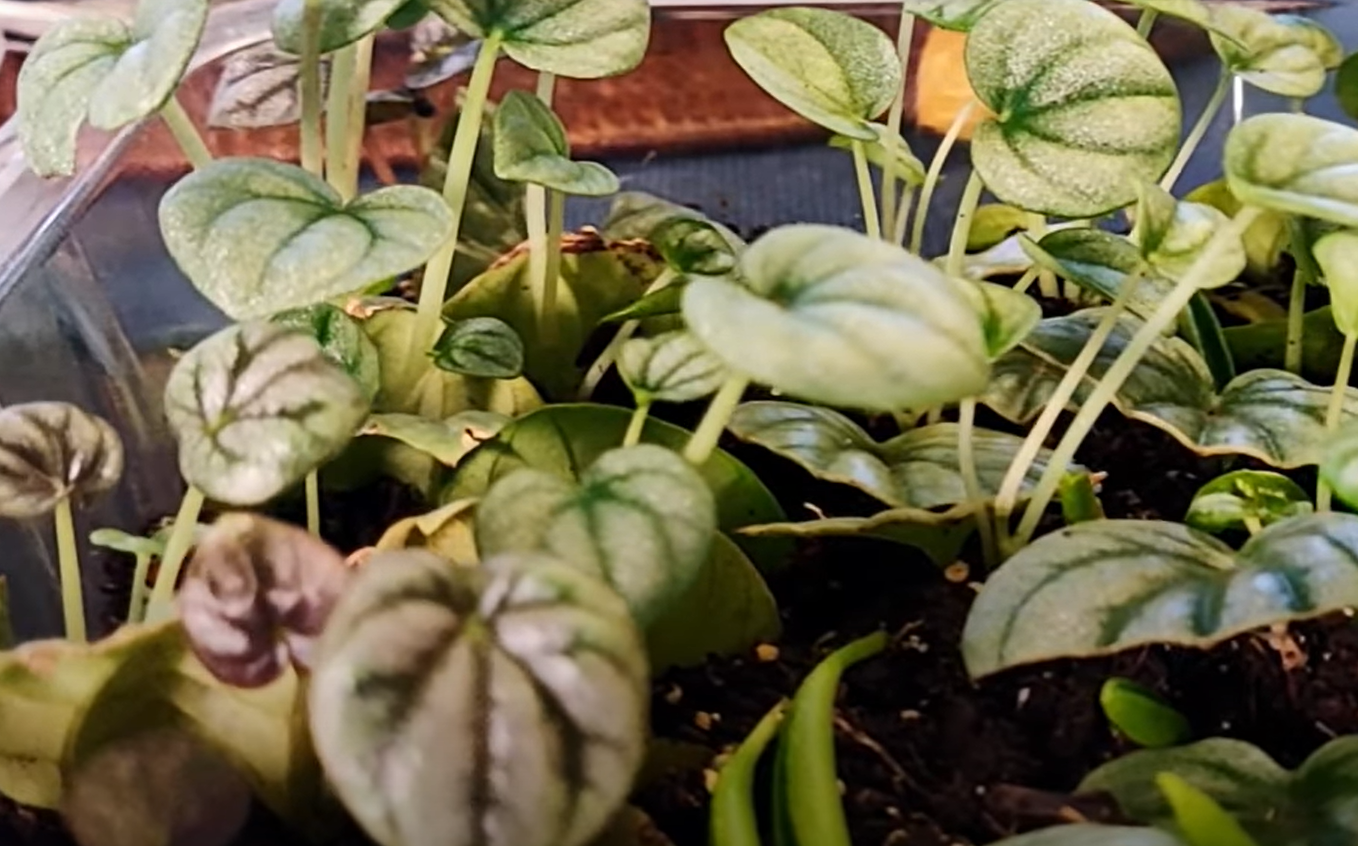 Are Peperomia Frost Toxic