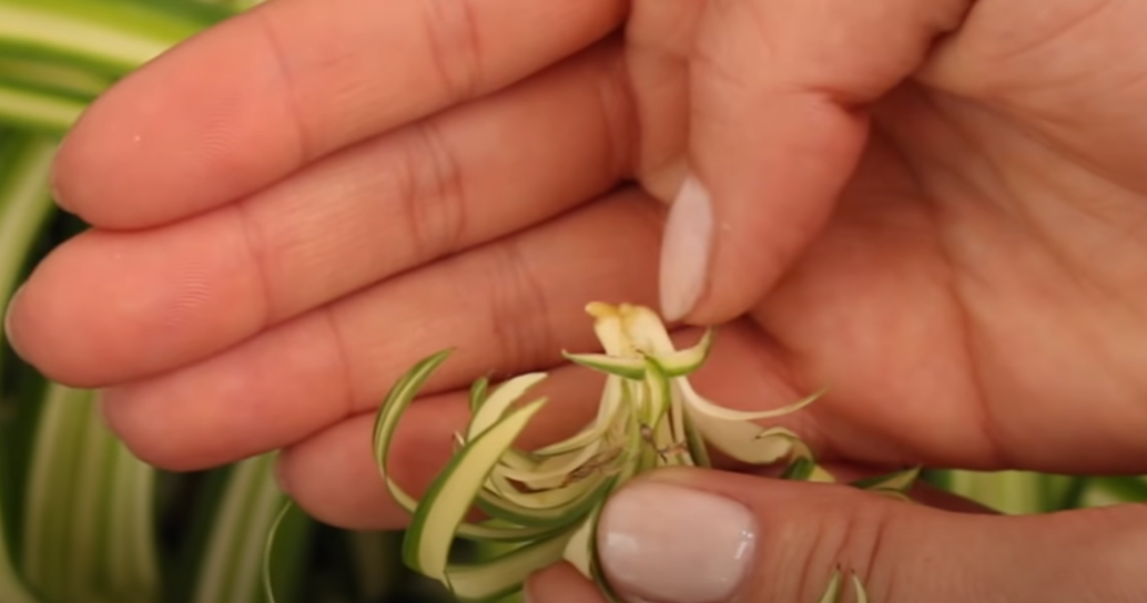 Bonnie Curly Spider Plant Care