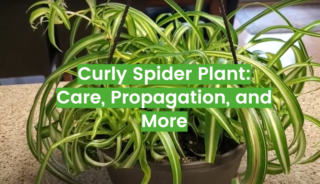 Curly Spider Plant Care, Propagation, and More FlowersProfy