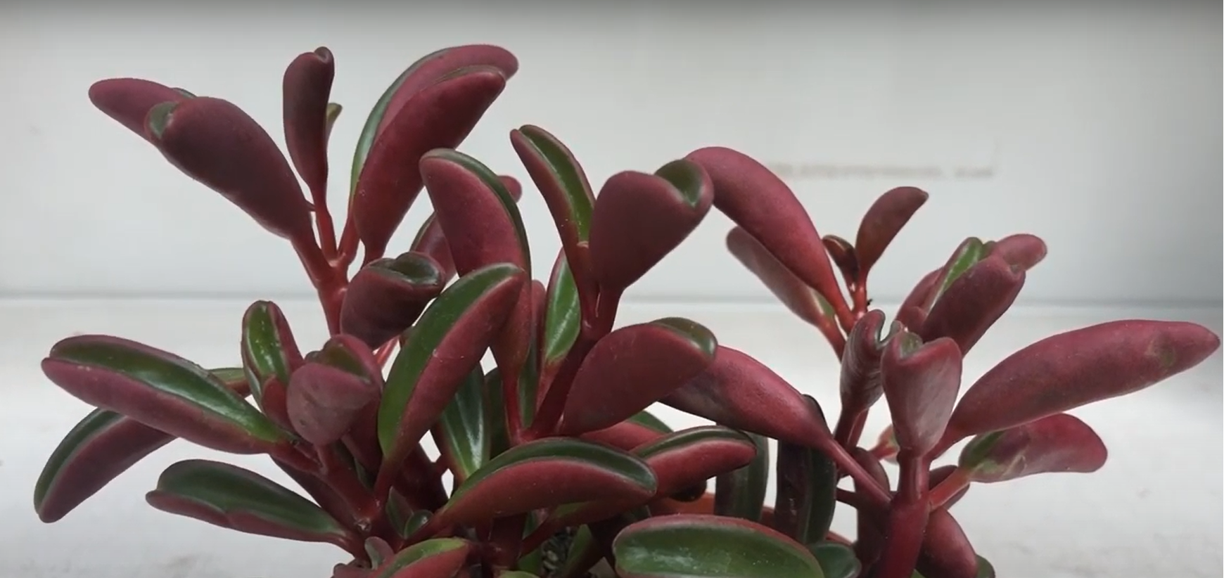 General Care for Peperomia Graveolens