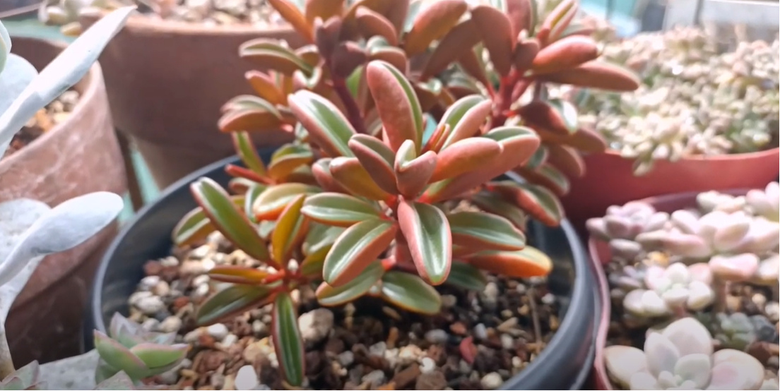 How To Care for Peperomia Graveolens