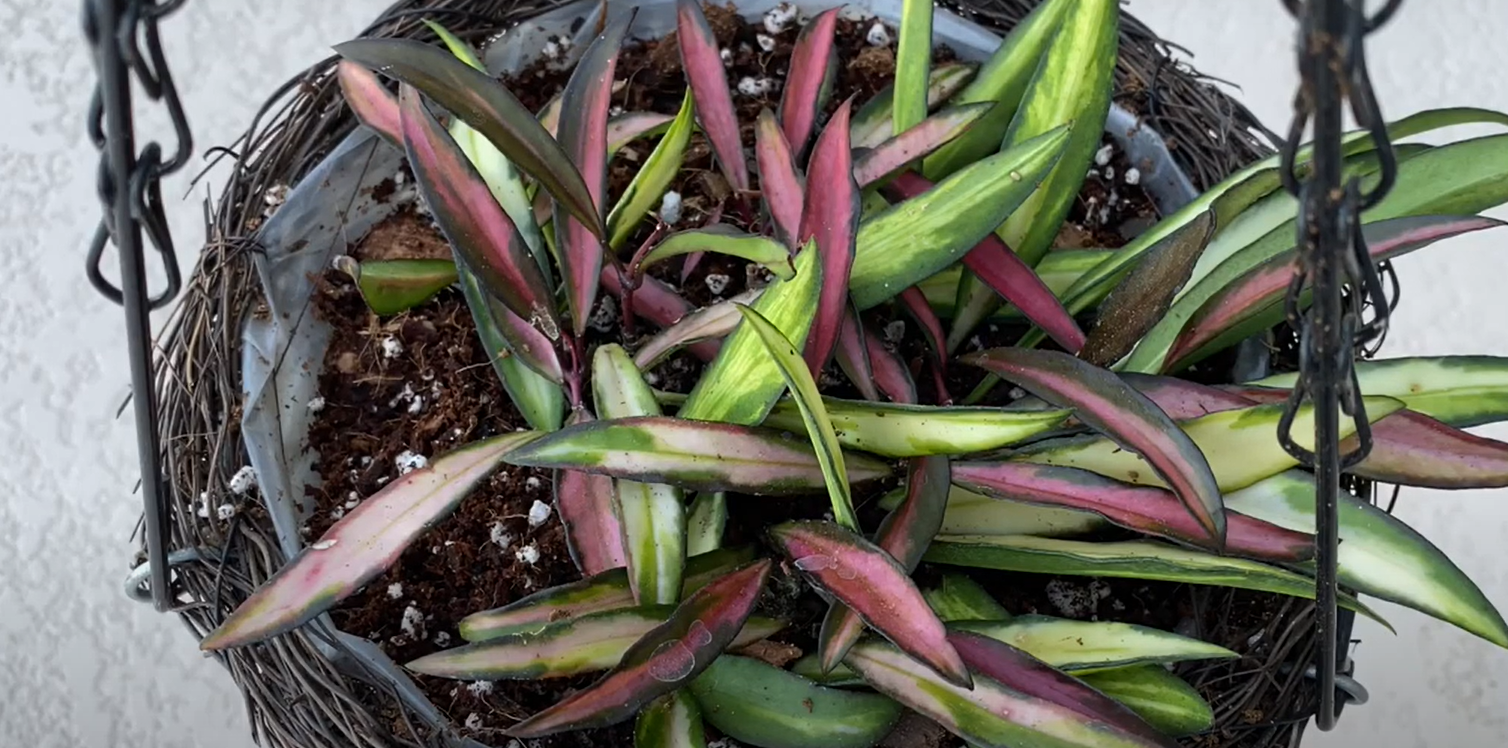 How To Propagate Hoya Wayetii