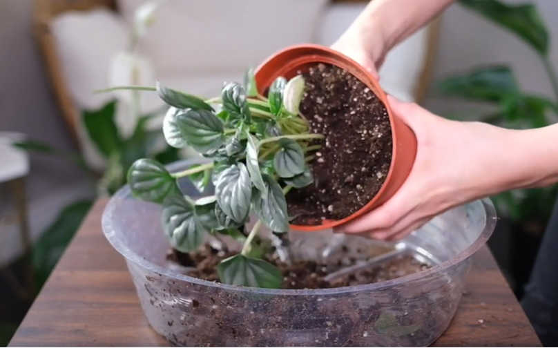 Peperomia Frost Plant Appearance