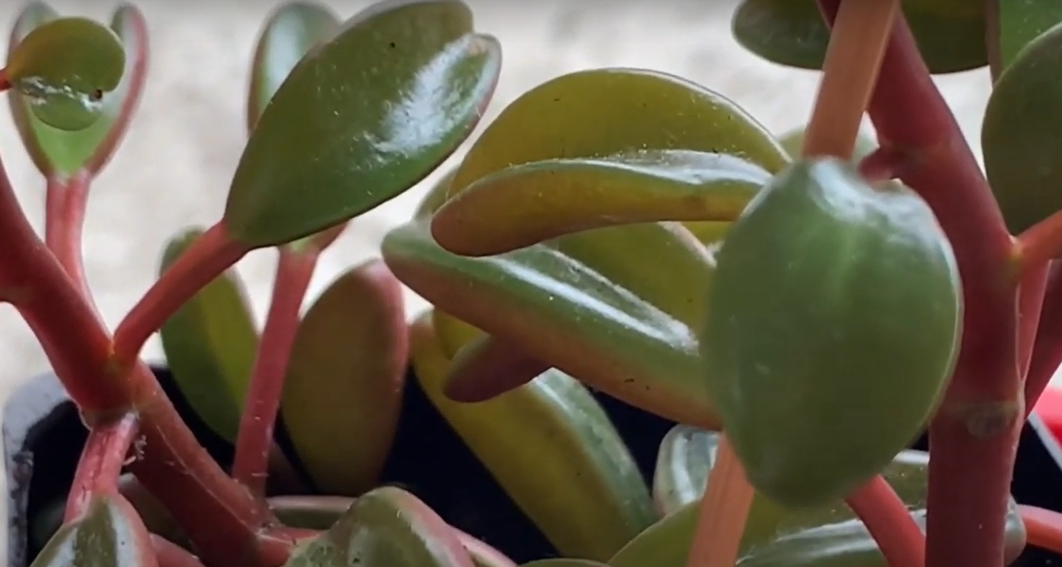 Peperomia Graveolens Care, Propagation, and More