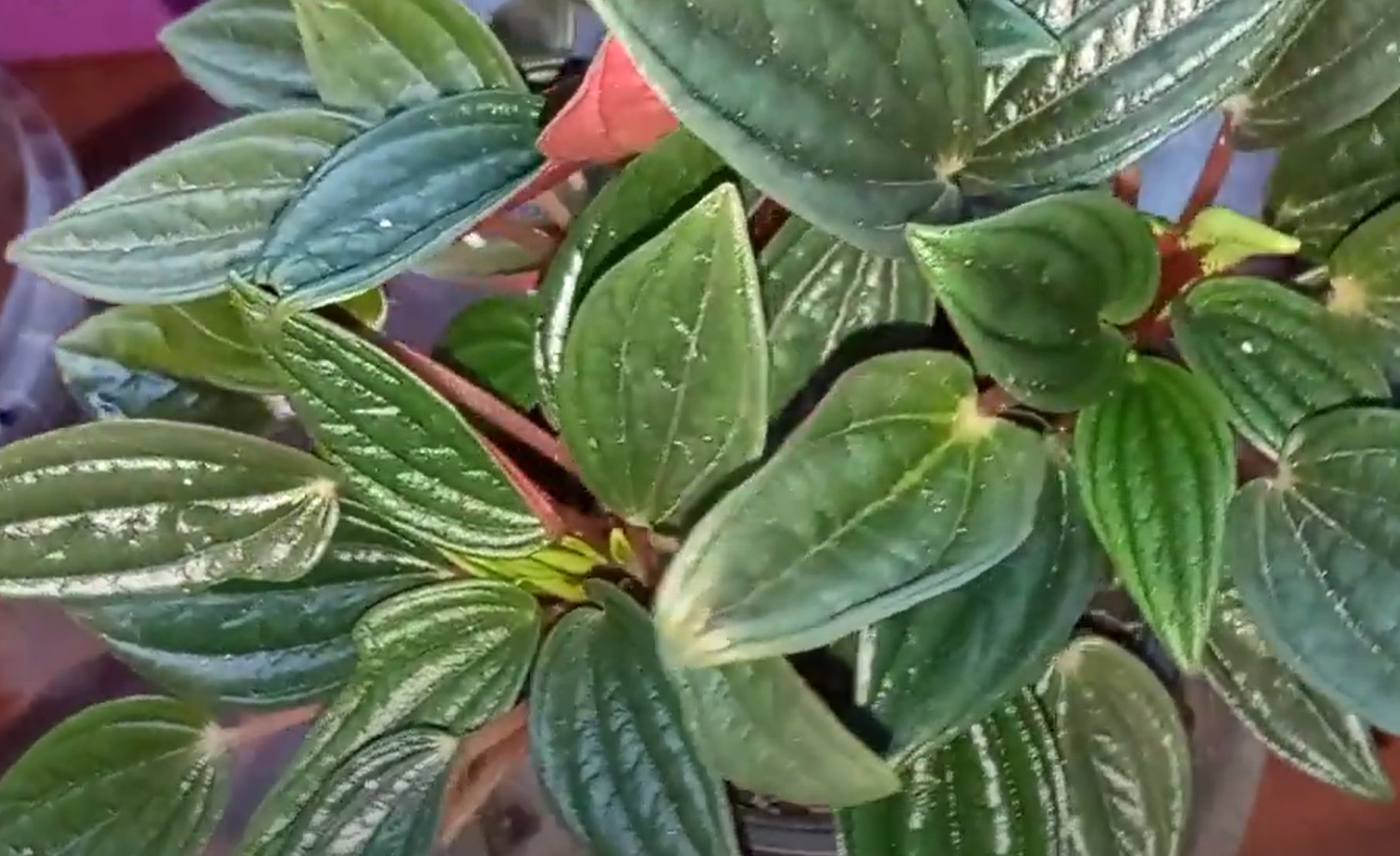 Peperomia Rosso Care