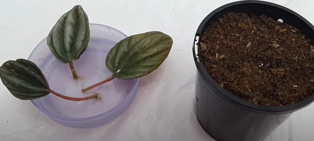 Peperomia Rosso Propagation