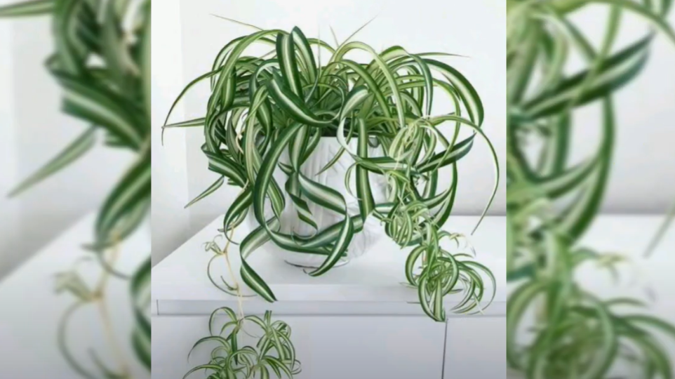 Spider Plant Varieties