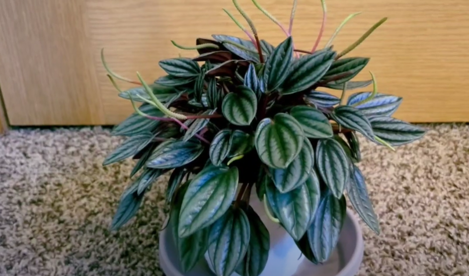 Uses For Peperomia Caperata Rosso