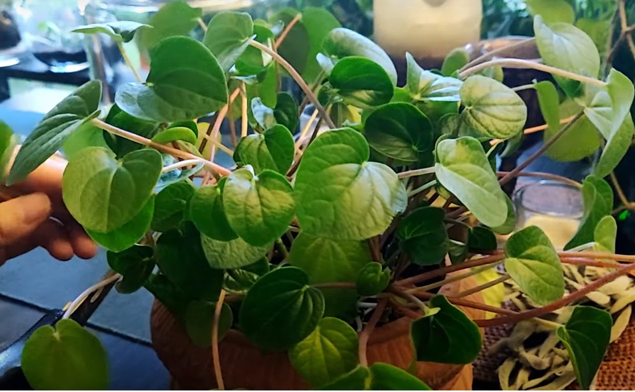 Where Can I Buy a Peperomia Frost