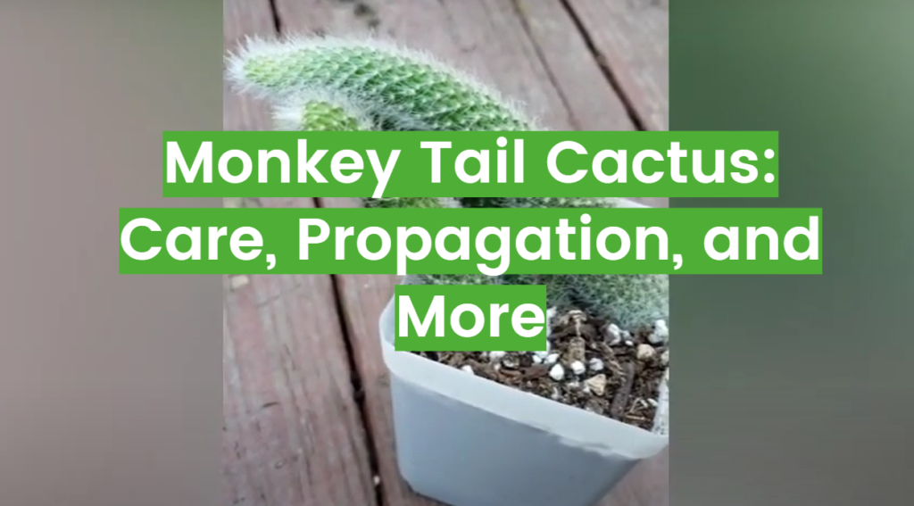 Monkey Tail Cactus: Care, Propagation, and More - FlowersProfy