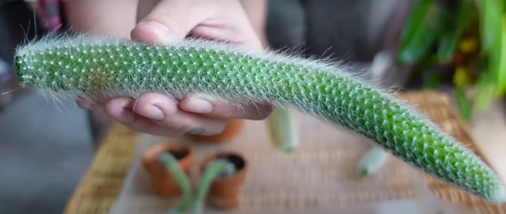 What Is a Monkey Tail Cactus