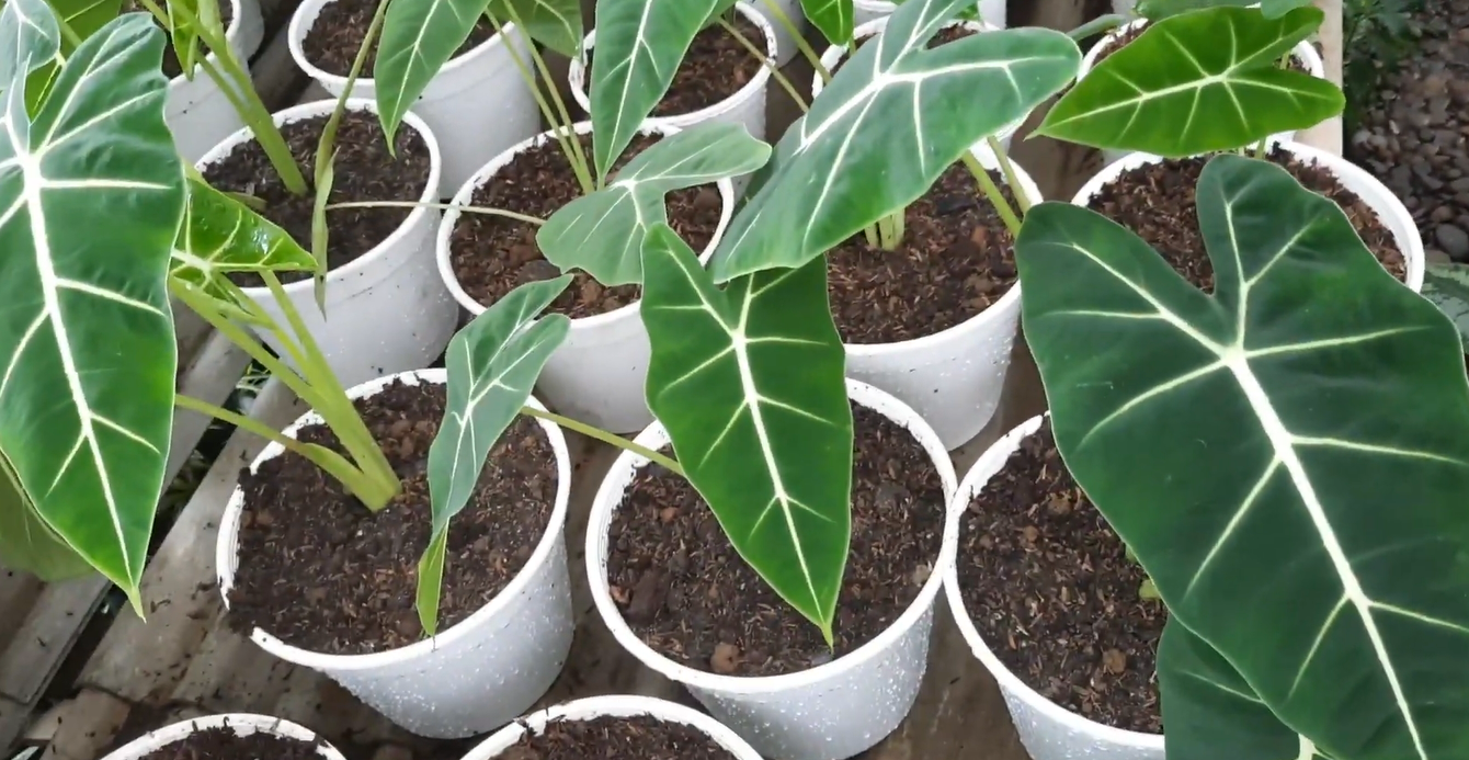 Choosing Soil For Alocasia Frydek