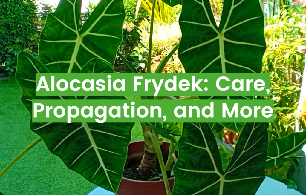 Alocasia Frydek Care And Propagation Tips FlowersProfy