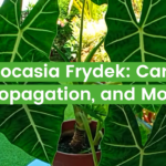 Alocasia Frydek: Care, Propagation, and More