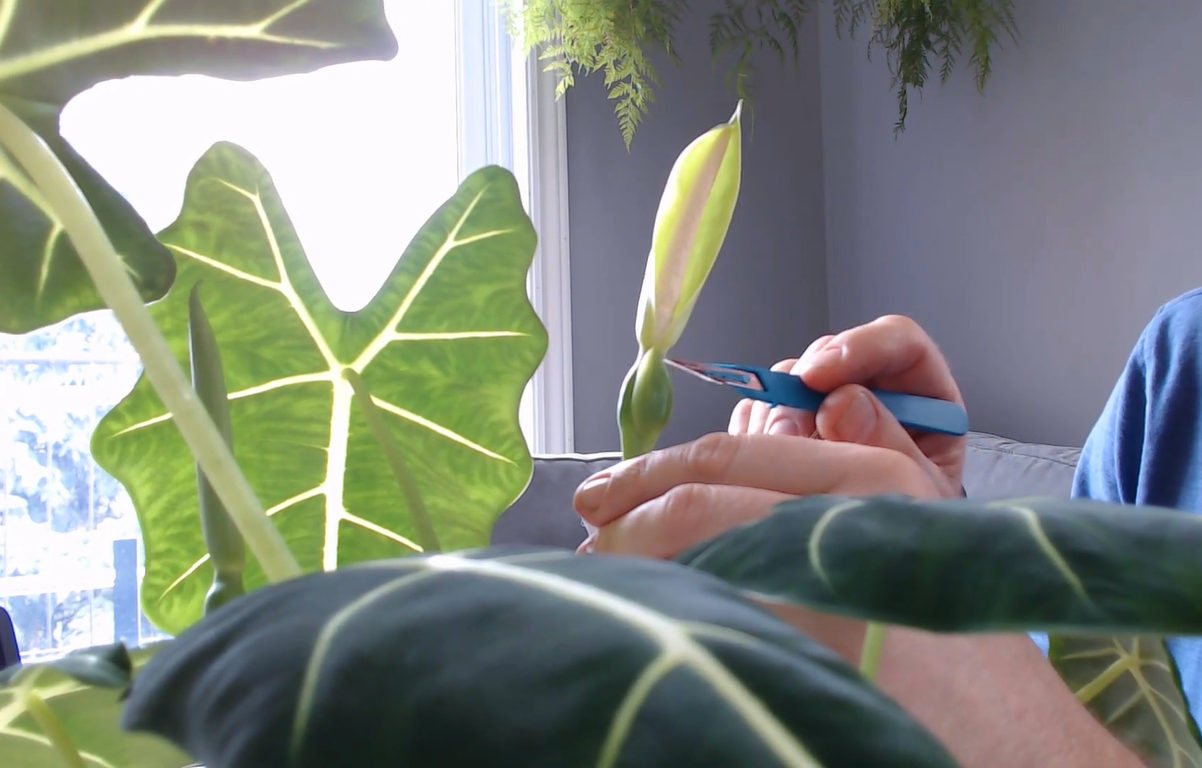 Alocasia Frydek Flowering