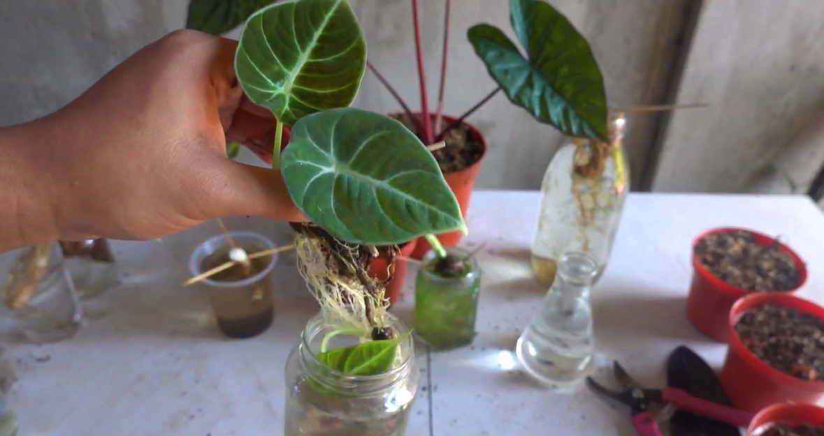 Alocasia Frydek Propagation