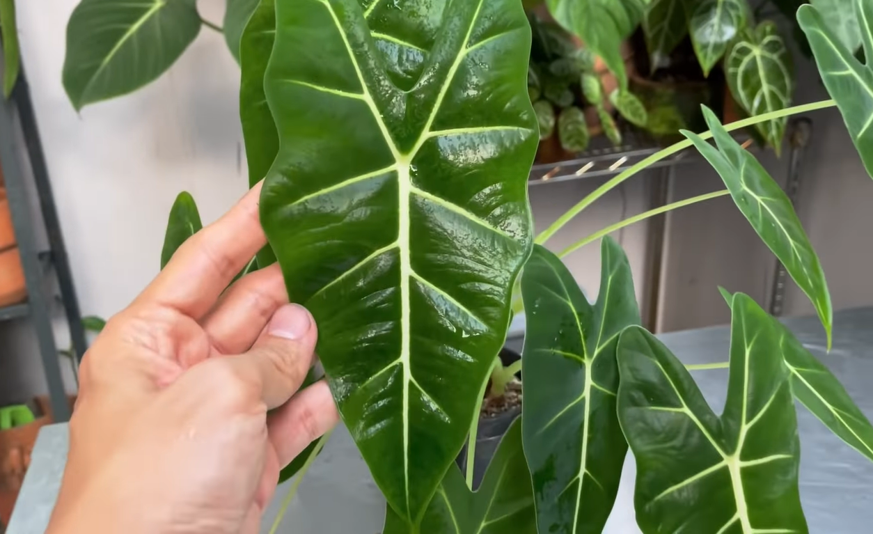 Should I mist Alocasia Frydek?