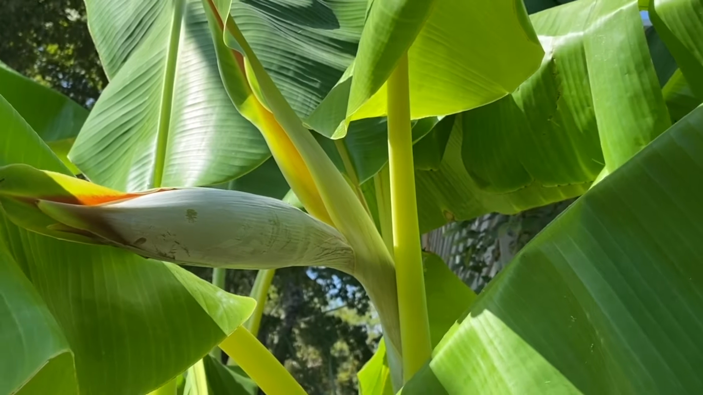 Banana Tree Characteristics