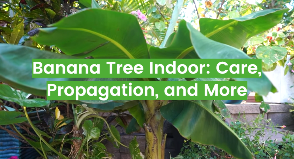 Banana Tree Indoor Care and Propagation Tips FlowersProfy